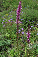 Pedicularis elata