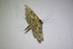 Diacme elealis