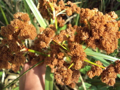 Androtrichum giganteum