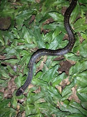 Oligodon bitorquatus