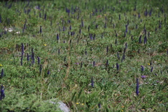 Veronica porphyriana