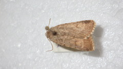 Caradrina clavipalpis