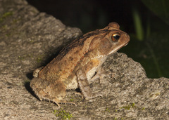 Incilius leucomyos