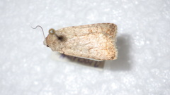 Caradrina clavipalpis