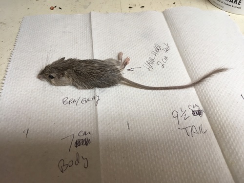 San Diego Pocket Mouse (Chaetodipus fallax)
