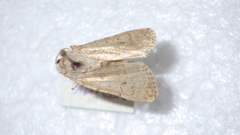 Caradrina clavipalpis