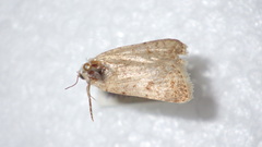 Caradrina clavipalpis