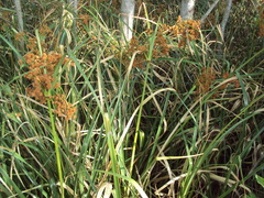Androtrichum giganteum
