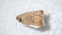 Caradrina clavipalpis