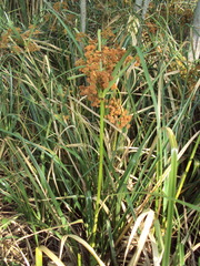 Androtrichum giganteum