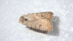 Caradrina clavipalpis