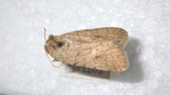 Caradrina clavipalpis