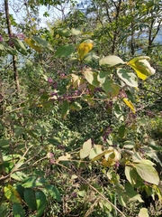 Callicarpa bodinieri
