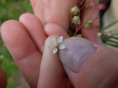 Micranthes bryophora
