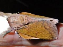 Syssphinx bicolor