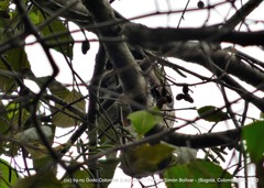 Rupornis magnirostris