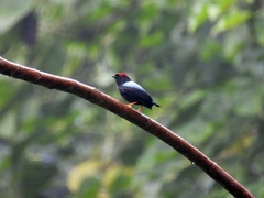 Chiroxiphia lanceolata