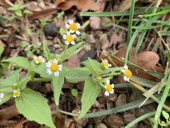 Galinsoga quadriradiata