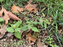 Galinsoga quadriradiata