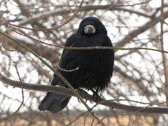 Corvus frugilegus