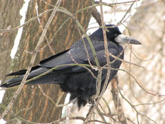 Corvus frugilegus