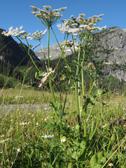 Heracleum sphondylium montanum