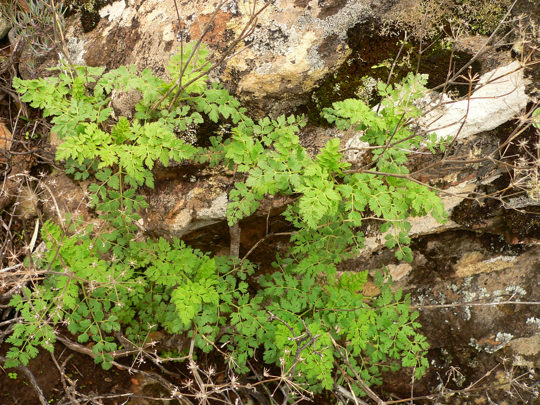 Pimpinella junionae
