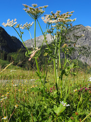 Heracleum sphondylium montanum