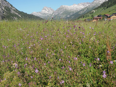 Geranium phaeum lividum