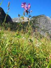 Geranium phaeum lividum