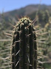 Trichocereus chiloensis chiloensis