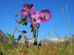 Geranium phaeum lividum