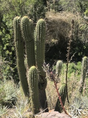 Trichocereus chiloensis chiloensis