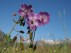 Geranium phaeum lividum