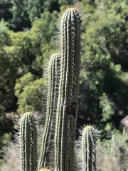Trichocereus chiloensis chiloensis