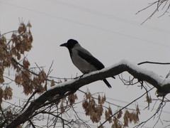 Corvus cornix