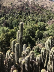 Trichocereus chiloensis chiloensis