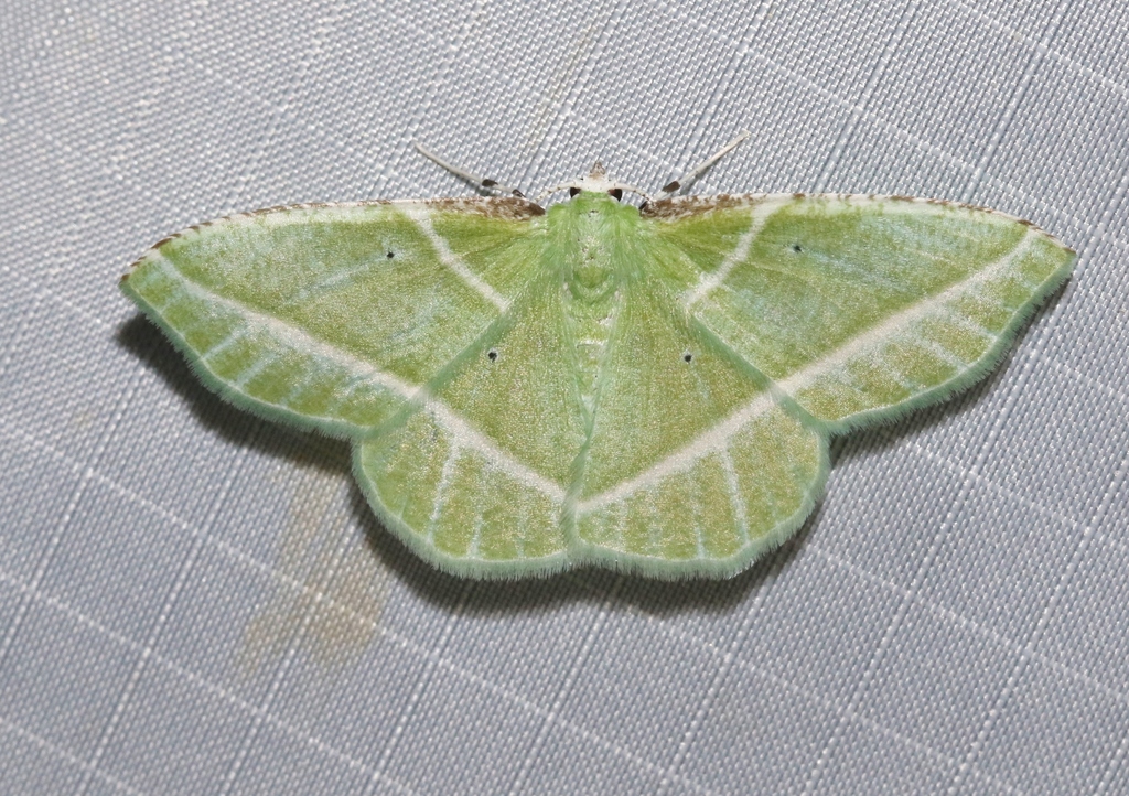 Spectacular Emerald Moth