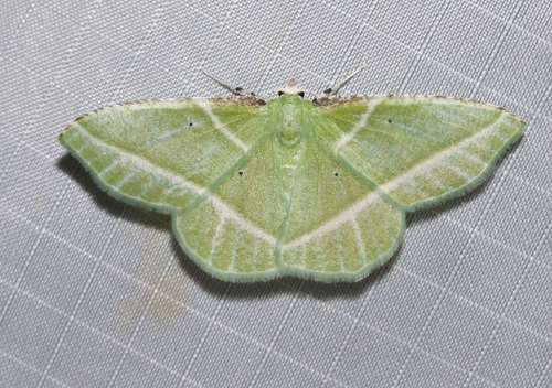 Dichorda consequaria