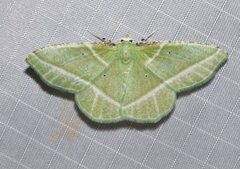 Dichorda consequaria