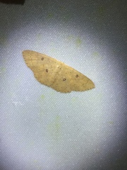Cyclophora flavissima