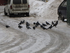 Columba livia domestica