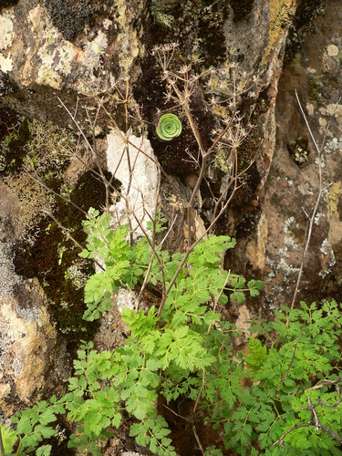 Pimpinella junoniae image