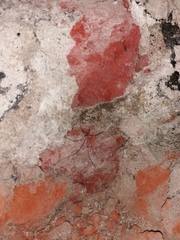 Pholcus phalangioides