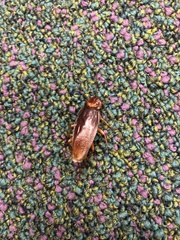 Periplaneta americana