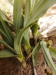 Hypoxis colchicifolia