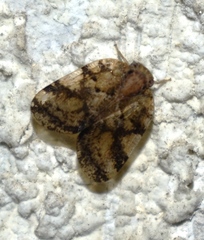 Scolypopa