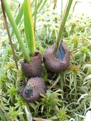 Symphytocarpus trechisporus