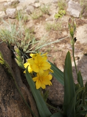 Hypoxis colchicifolia