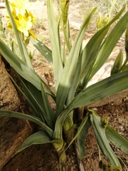 Hypoxis colchicifolia